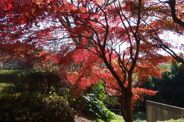 冬の東京の紅葉