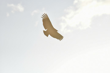 flying white dove