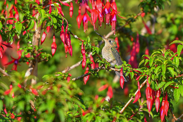 red berries on branch