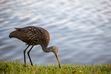 Limpkin 06