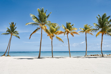 tropical beach with palm trees