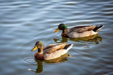 Ducks