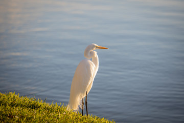 Great Egret 03