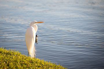 Great Egret 02