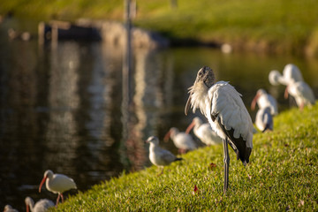 Wood stork