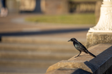 Boat-tailed grackle