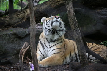 Tiger sniffing the air