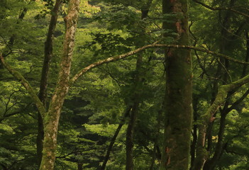 森の中の苔が付いた木