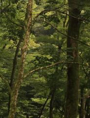 森の中の苔が付いた木