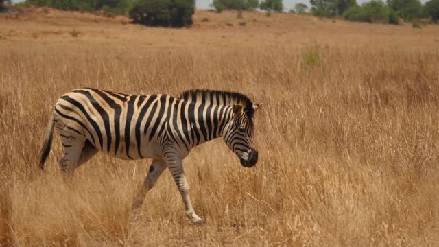 Tracking shot as zebra walks briskly through grass, and behind bushes. high angle