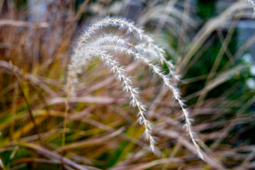 Grass going to seed