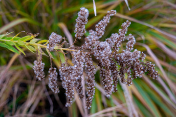 Grass going to seed