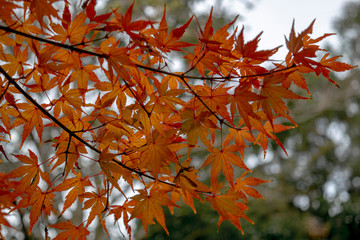 Autumn maple 