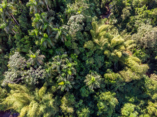 Aerial Photo of exotic El Yunque rainforest palm trees in tropical Puerto Rico.