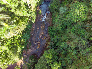 Aerial Photo of exotic El Yunque rainforest palm trees in tropical Puerto Rico