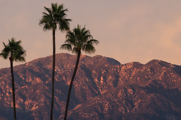 Image taken from Pasadena of the San Gabriel Mountains at sunset time with palm tress in the foreground.