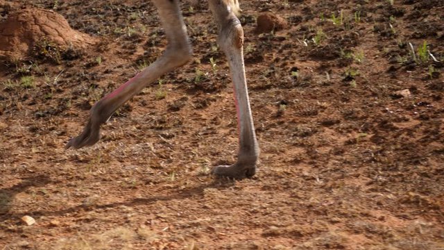 Long legs of male ostrich walking in slowmo