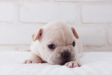 Obraz premium フレンチブルドッグ子犬
