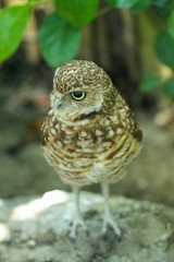 Little Owl 