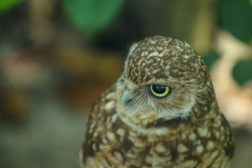 Little Owl 