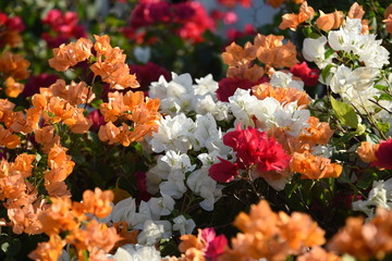 Colorful flower in the park	