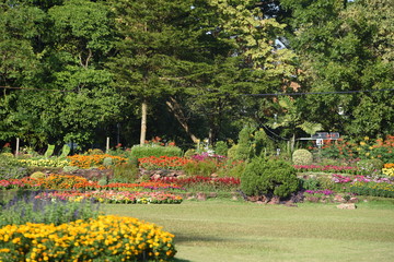 Obraz premium Colorful flower in the park 