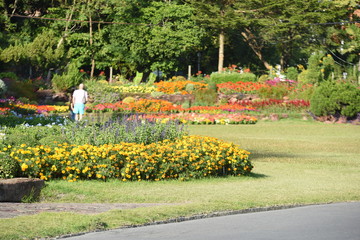 Fototapeta na wymiar Colorful flower in the park 