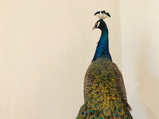 Obraz premium Beautiful Peacock Isolated On White Background