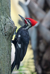 Woodpecker / Forest Bird / Woodland 