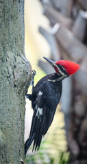 Woodpecker / Forest Bird / Woodland 
