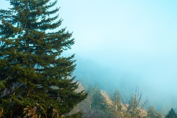 Fog in the mountains in the background, with a tree in focus in the foreground with space for copy