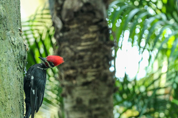 Woodpecker / Forest Bird / Woodland 
