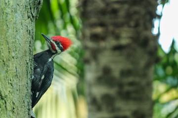 Woodpecker / Forest Bird / Woodland 