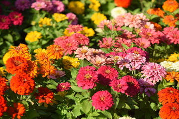 Colorful flower bed in a park 