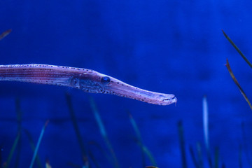 fish in aquarium