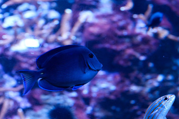Fish Underwater 