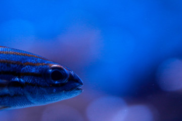 Fish Underwater 
