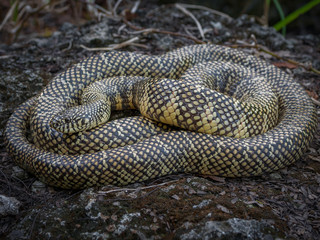 Brooks Kingsnake 