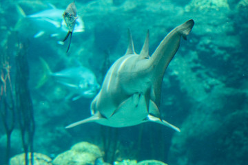 Fototapeta premium Shark Swimming Away 