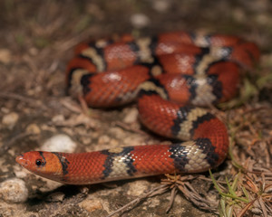 Scarlet Snake (Cemophora coccinea copei)