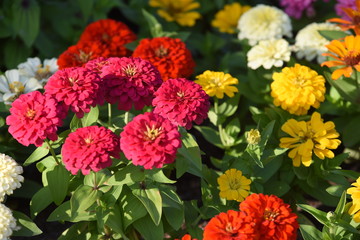 Colorful flower bed in a park 