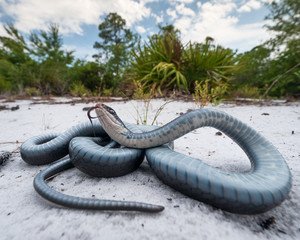 Southern Black Racer (Coluber constrictor priapus)