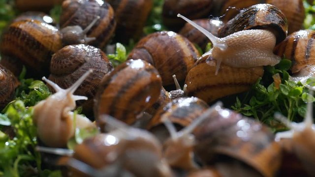 snail farm eating grass close up