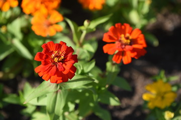 Colorful flower bed in a park 