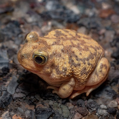 Couch's Spadrfoot (Scaphipus couchii) 