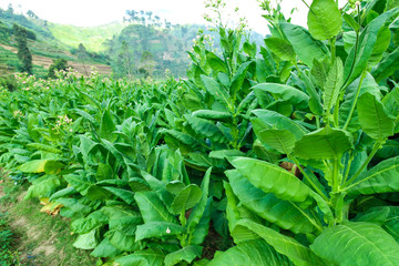 Tobacco leaves in a tobacco garden