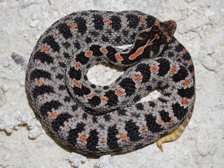 Dusky Pygmy Rattlesnake (Sistrurus miliarius barbouri)