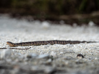 Banded Watersnake (Nerodia fasciata pictiventris) 