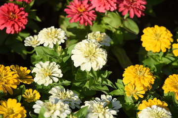Colorful flower bed in a park 