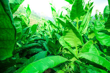 Green tobacco plants in a field under the blue sky